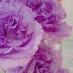 S 21168159 e1665991447718