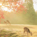 スクリーンショット 2022 12 17 13.56.59 e1671253089492