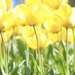 スクリーンショット 2023 02 23 16.20.58 e1677136942641