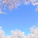 桜 scaled e1679537035417