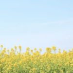 スクリーンショット 2023 04 29 17.31.52 e1682757182960