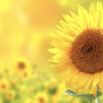 スクリーンショット 2023 06 14 11.14.53 e1686708938403