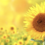 スクリーンショット 2023 07 06 16.32.41 e1688628813132