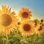 スクリーンショット 2023 07 22 14.04.09 e1690002296572