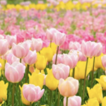 033c34b012f77001c75e54050f5d6e08 e1716697838709