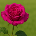 514c1908deea7bcf6d1573b9bd91a1ee